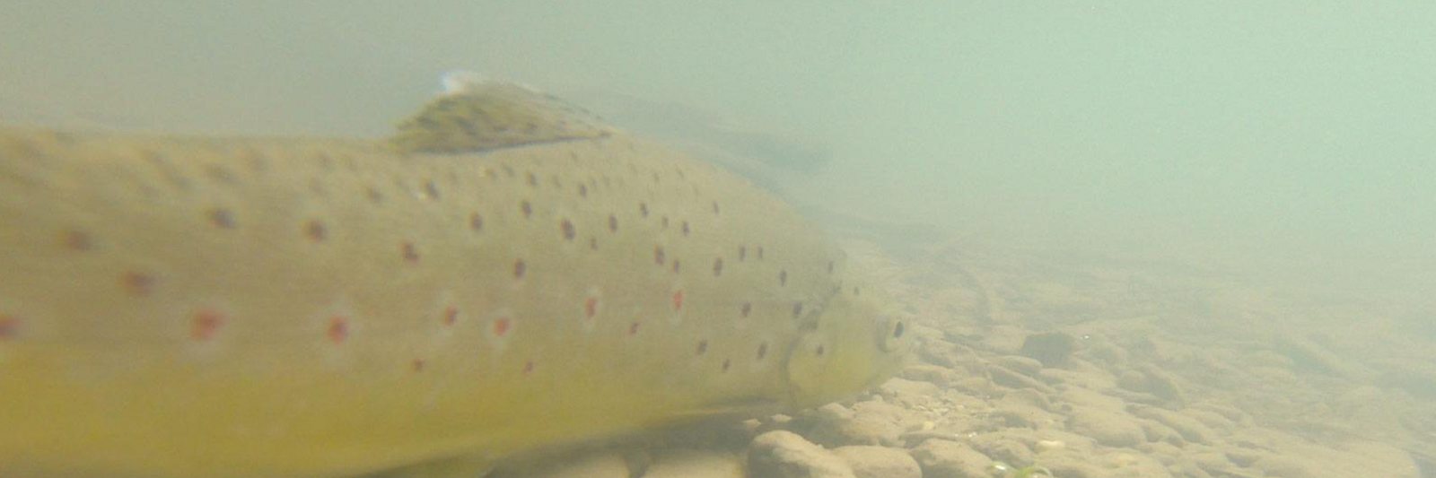 La pêche de la truite au leurre
