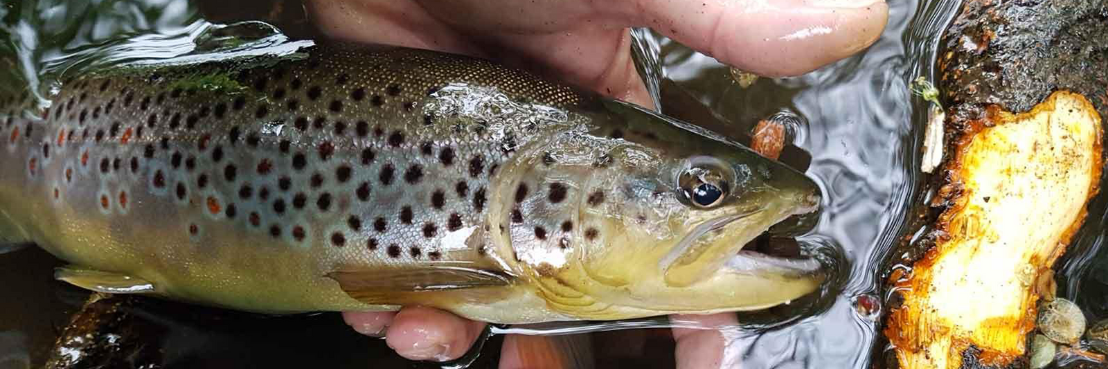 La pêche de la truite au toc