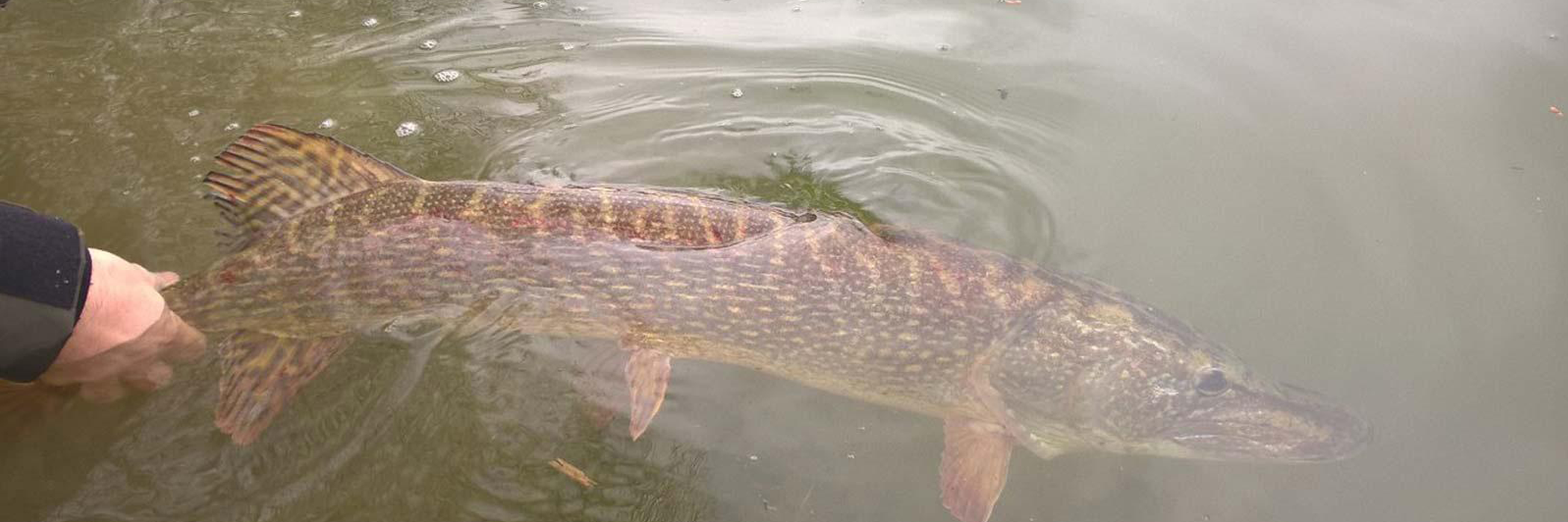 Le brochet au jerkbait en casting