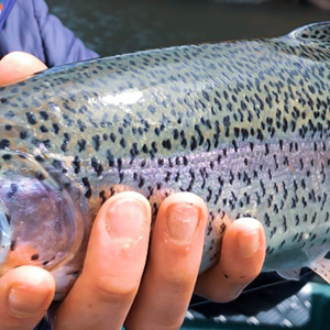 Blanks for Area Fishing
