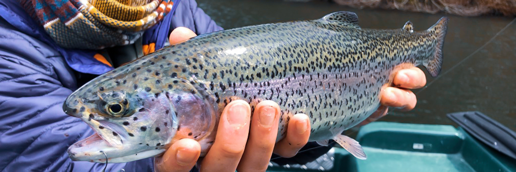 Blanks pour la pêche en Area