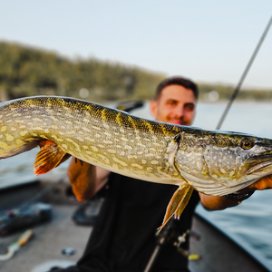 Blanks pour le Brochet