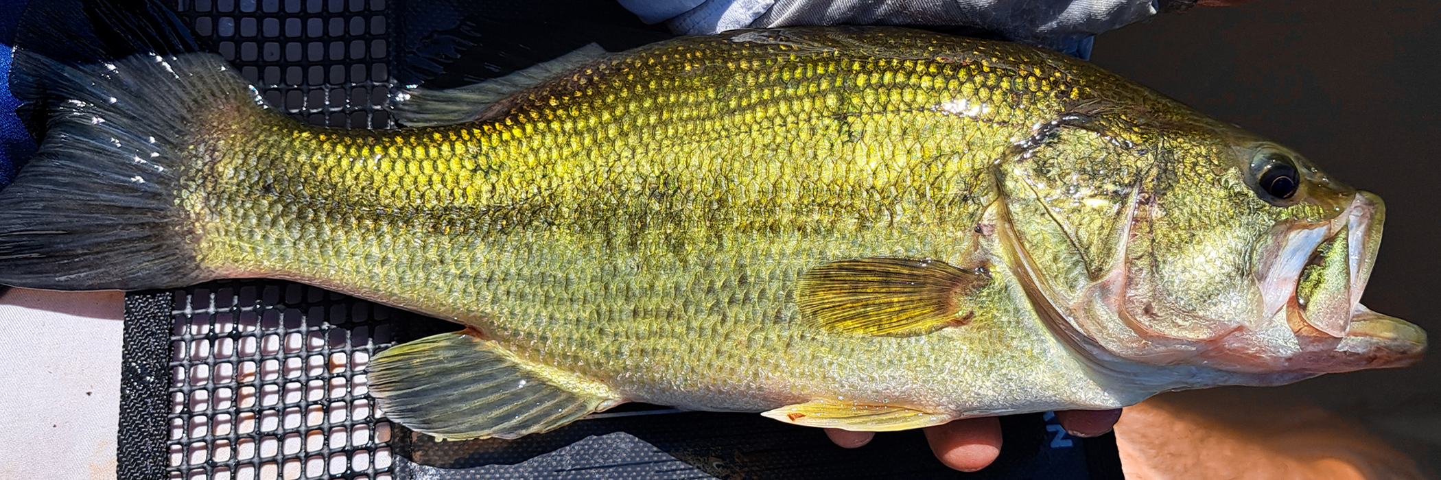 Blanks pour la pêche en Flipping