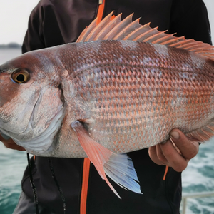 Blanks for Sea Jigging Fishing