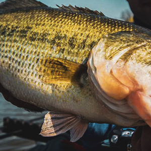 Blanks for Ned Rig fishing