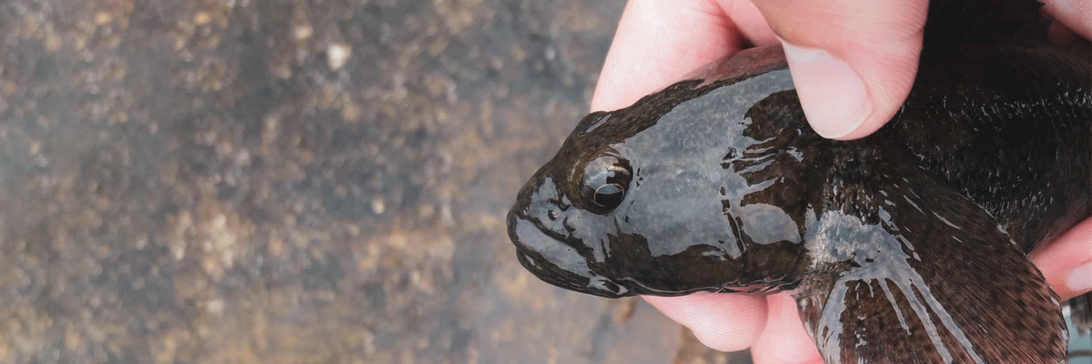 Fusti per la pesca su roccia