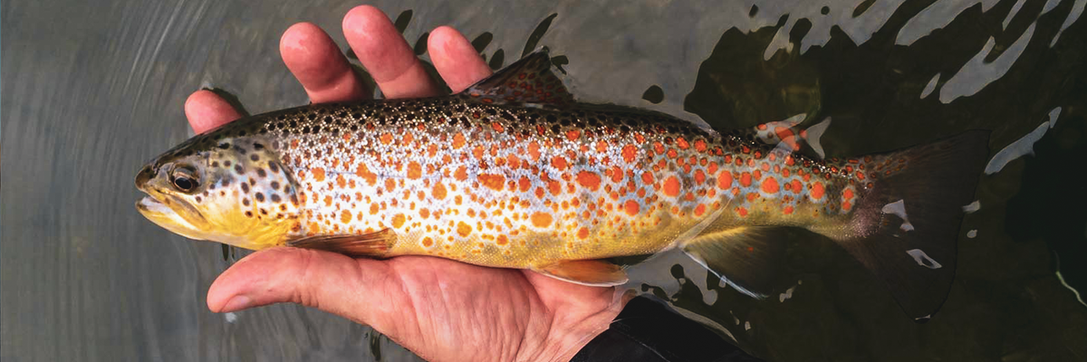 Rohlinge für das Sichtfischen mit Nymphen