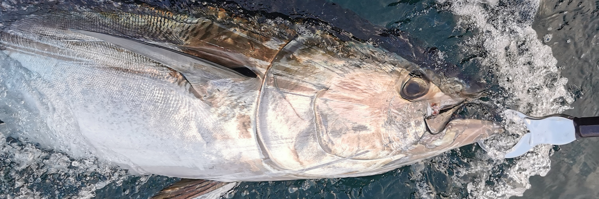 Blanks for Popper Fishing