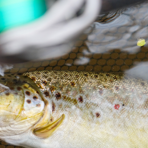Blanks for Baitfinesse fishing