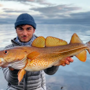 Blanks pour le Cabillaud