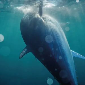 Cannes à pêche pour l'Exo