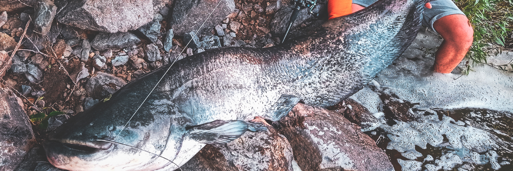 Leurres pour le Silure