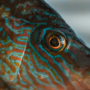 Fishing rods for Scorpionfish