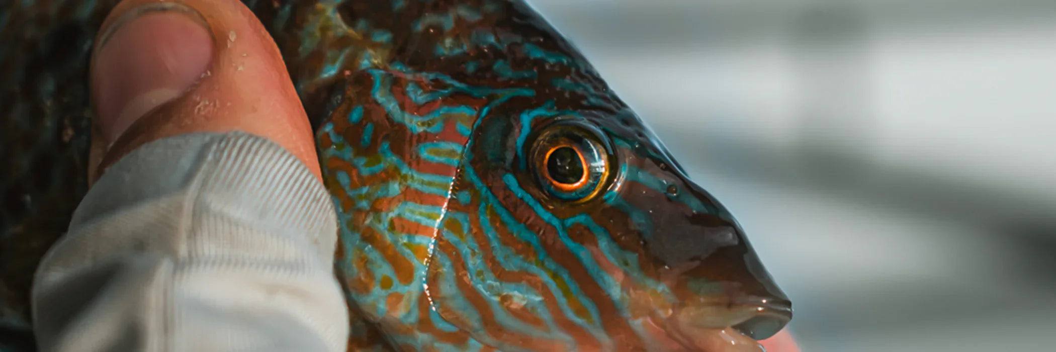 Cannes à pêche pour les Rascasses