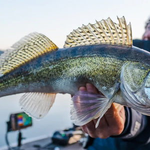 Fishing rods for Zander / Pike-perch