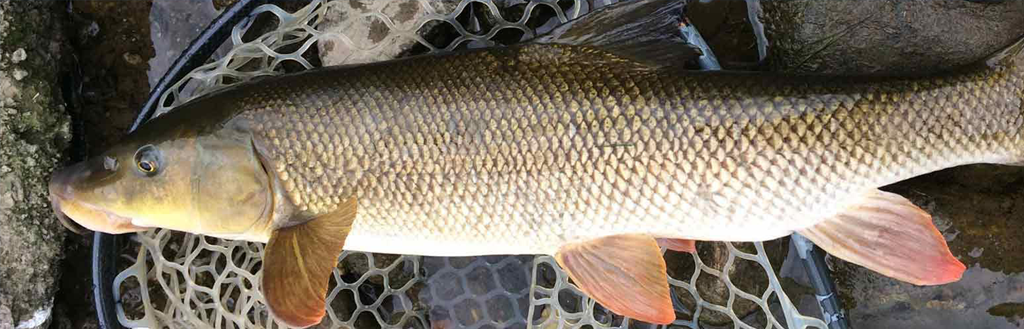 Señuelos de barbo