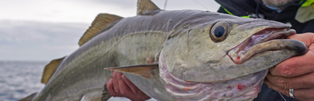 Leurres pour le Lieu jaune
