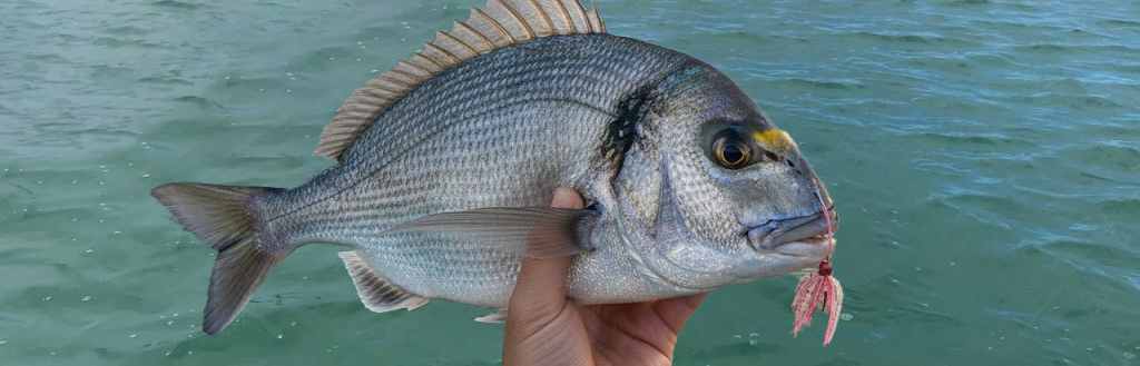 Leurres pour la Dorade