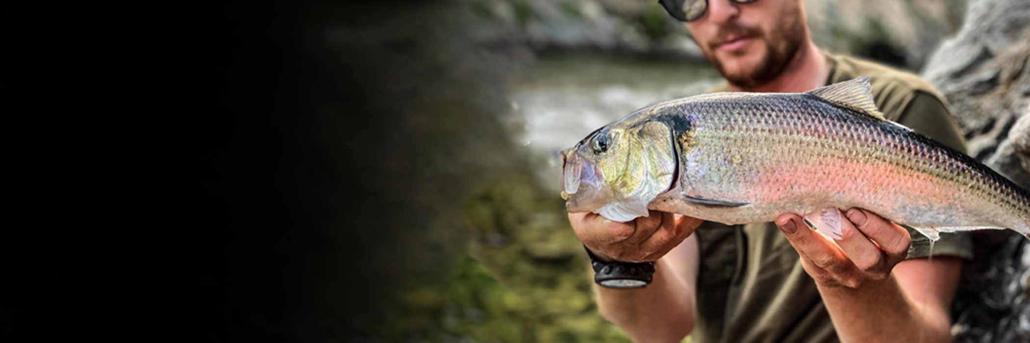 Leurres pour l'Alose