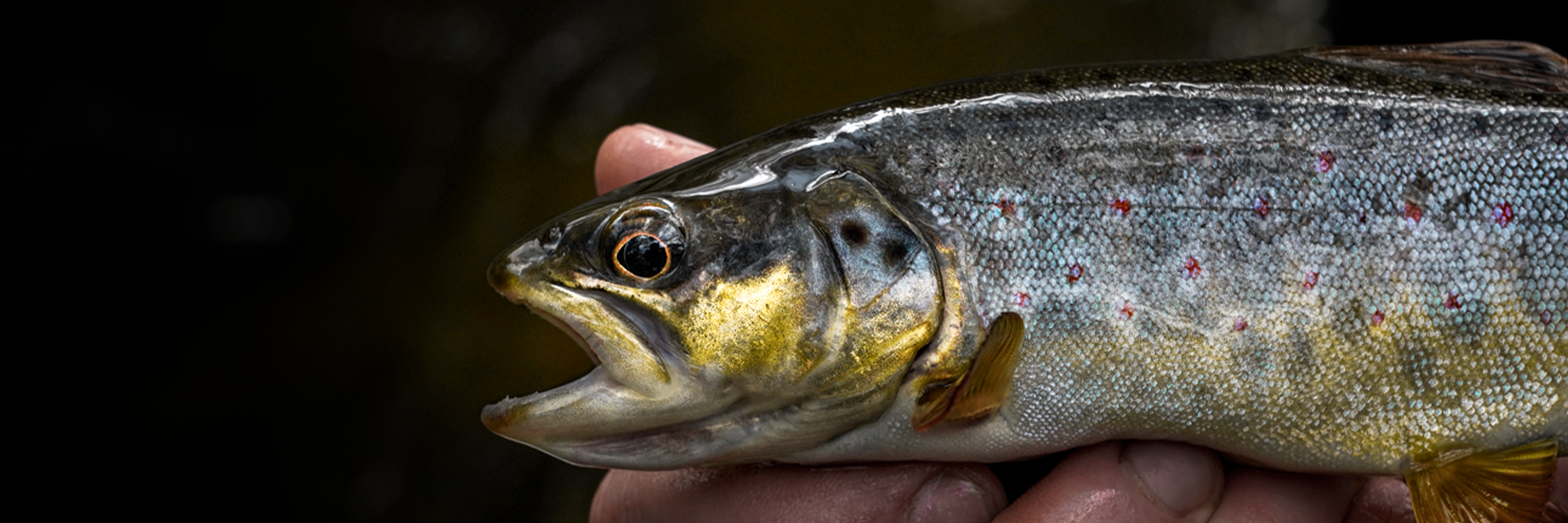 Leurres pour la Truite