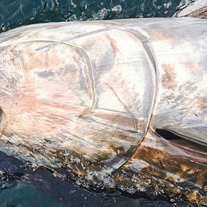 Fishing rods for Bluefin tuna