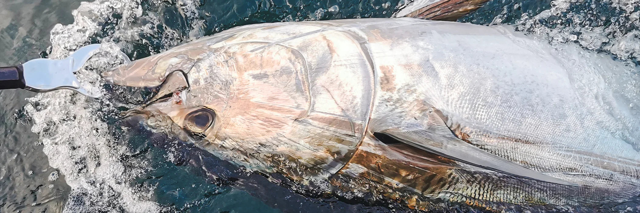 Cannes à pêche pour le Thon Rouge