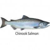 Sticker Chinook Salmon