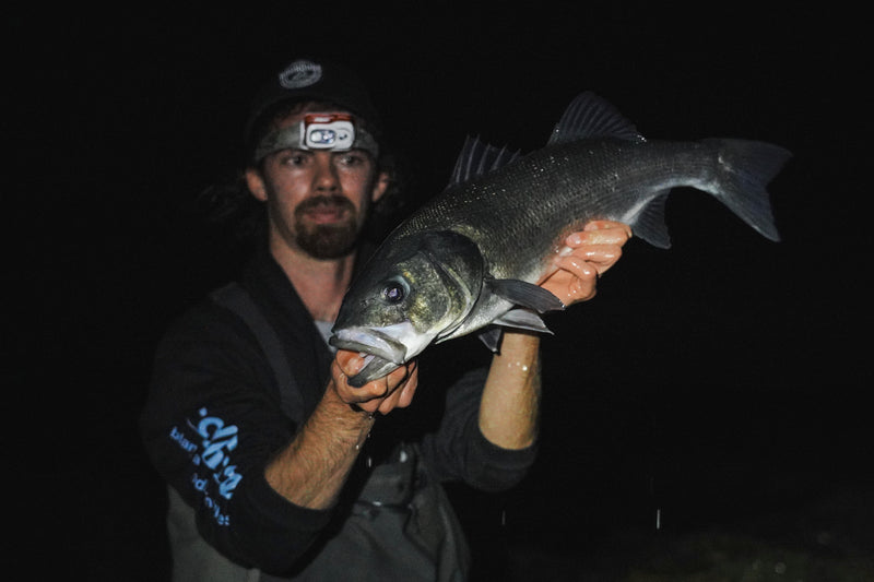 Seabass