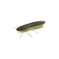 Leurre souple Nays BG creature