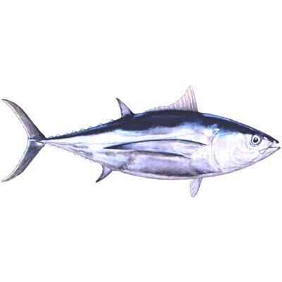 Tuna Albacore