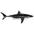 Sticker White Shark