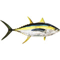 Yellowfin Tuna