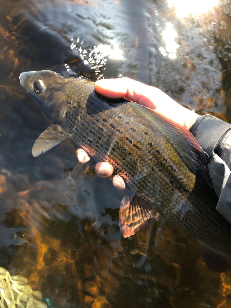 Grayling