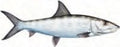 Sticker Bonefish