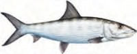 Sticker Bonefish